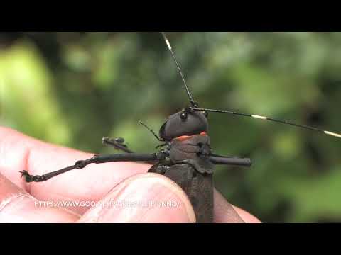 昆虫の威嚇　Threat Posture of Insects