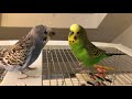 Kiwi Lectures Pixel Then Pixel Lectures Kiwi