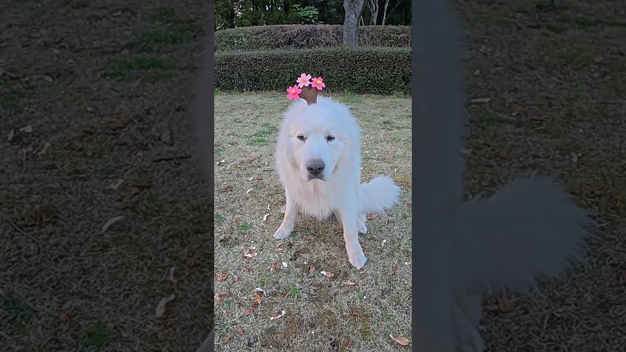 サーカス犬のお花見がハプニング起きすぎたwwww