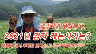 감자 캐는시기 2021년 캐보고 쪄서 먹어보기까지 [감자재배방법]