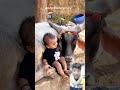 So Beautiful ️ Maa Cow With Baby Boy Video Amazing Cow Video Shorts Cow Peacock Shortfeed