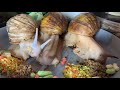A timelapse of my Giant African Land Snails eating