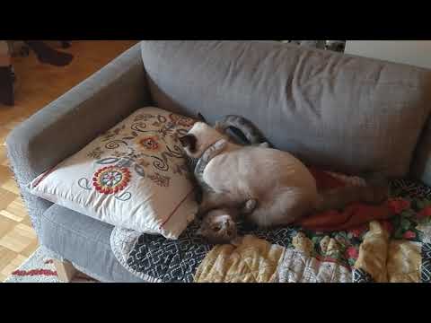 Iffy and Toffe Play 002