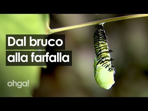 La metamorfosi del bruco che diventa farfalla. Ecco come avviene la magia della natura