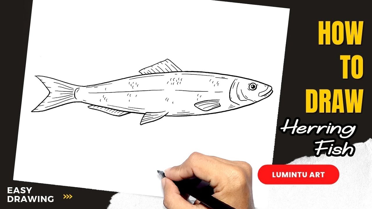 How to draw Herring Fish