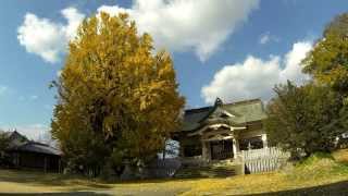preview picture of video '徳島で遊ぶ 矢神のイチョウ 紅葉 2013'