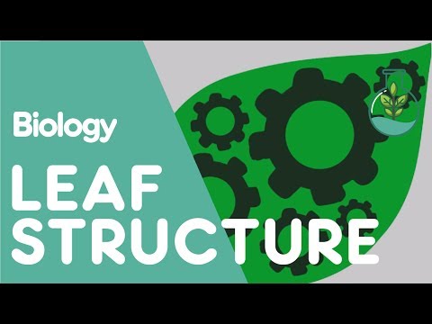 Structure Of The Leaf | Plant | Biology | The FuseSchool