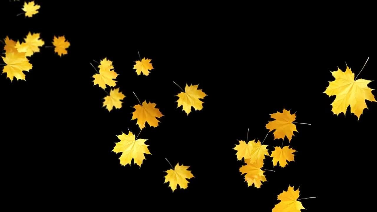 Autumn Leaves Falling Stock Motion Graphics