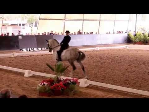 Dressage SHP Out 2016 - Maria Moura Caetano - MVI 2758