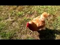 The Chickens Eating Their Snacks While Dora Follows Me