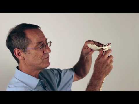 Trigger Points, Posture and the Alexander Technique