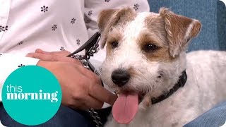 Should Fireworks Be Banned to Protect Dogs? | This Morning