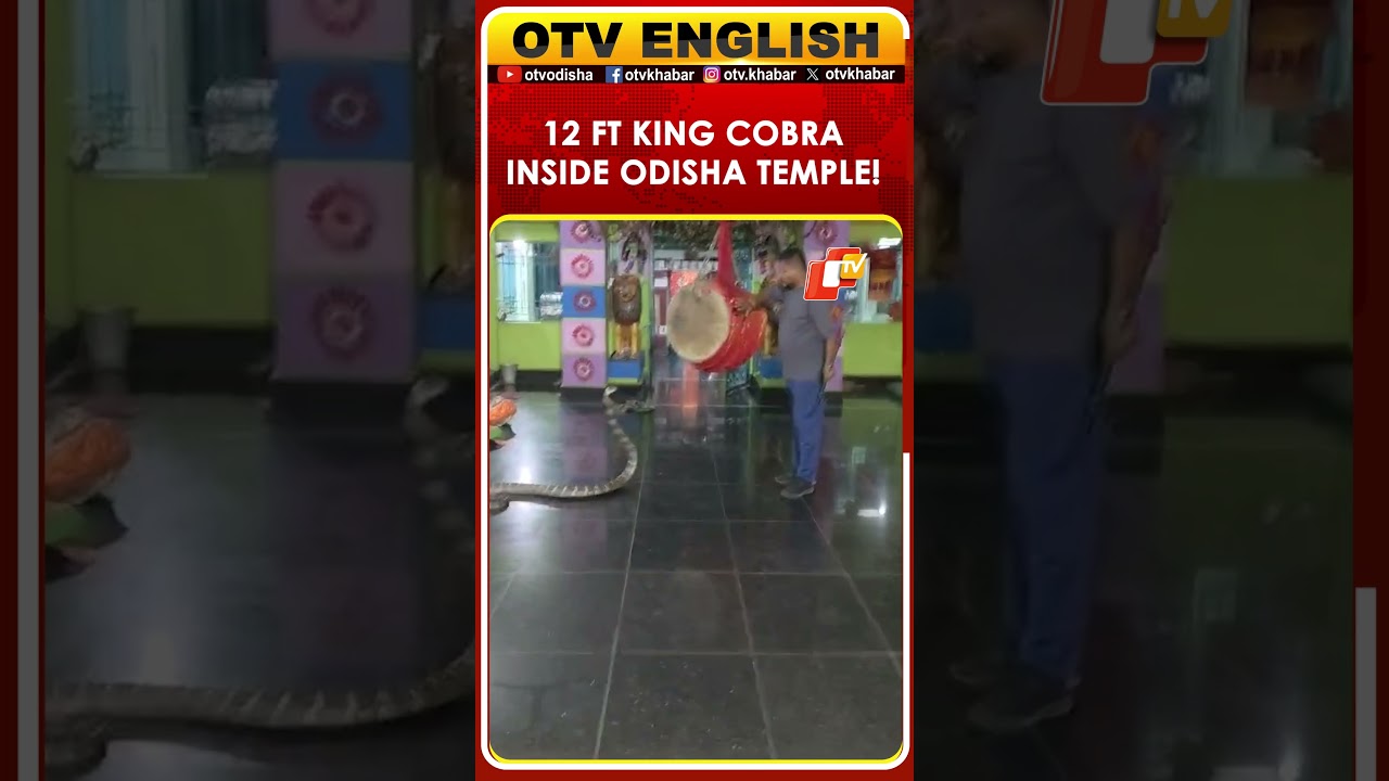 ओडिशा के गंजाम मंदिर में 12 फुट लंबा राजा साप मिला, बचाया गया