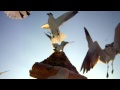 Feeding The Seagulls Pizza On Madeira Beach Florida