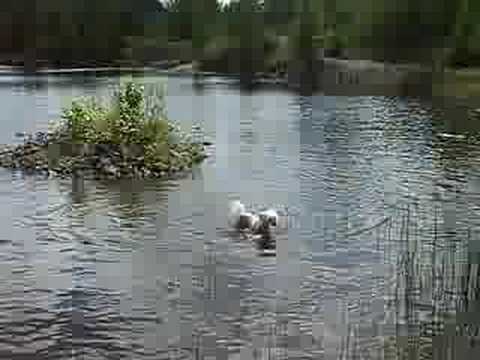 Reba walking in the water