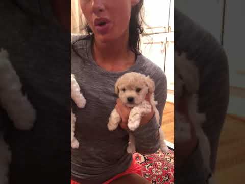 This lovely puppy has been home raised by a professional family who only breeds the best
