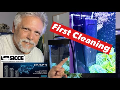 Is The SICCE SHARK PRO Living Up to All the HYPE?