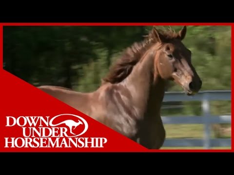 Clinton Anderson Presents: You Don't Know Jack