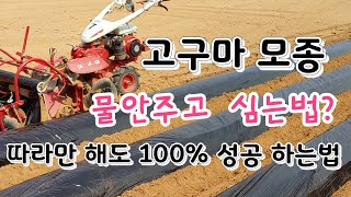 고구마 물안주고 심는법 지금부터 해야 100% 성공하는 꿀팁 ~고구마모종