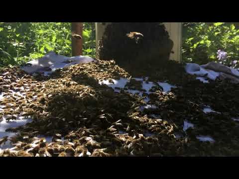 beeMOOC - Bienenlauf 1