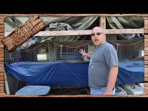 Do Rabbits Need a Salt Lick or Mineral Lick