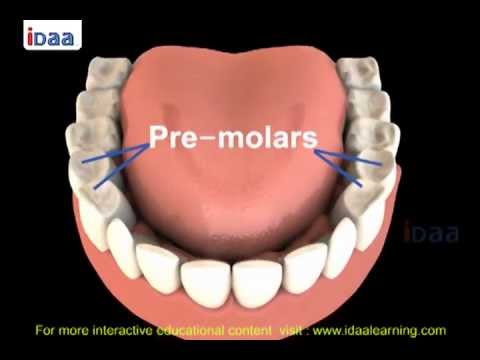 Teeth Structure for kids in science body parts - 3D