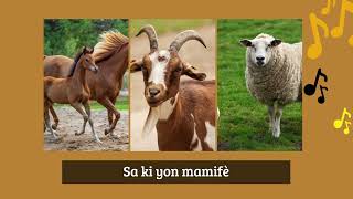 Lakou Kajou _ Mamifè