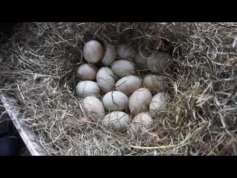 Niritoks Gartenblog - Entenbrut