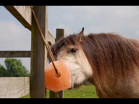 Ep. 81: Horse Salt Explained: How Much, What Kind & When to Use Electrolytes