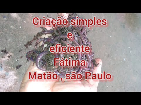 CRIAÇÃO DE MINHOCAS GIGANTES AFRICANAS,DA AMIGA FÁTIMA DE "  MATÃO " SÃO PAULO, SIMPLES E EFICIENTE