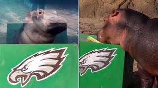 Fiona the Hippo, Lion and Orangutan Predict Super Bowl Winner