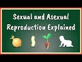 Sexual And Asexual Reproduction Explained