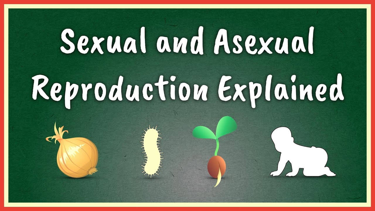 What is asexual reproduction give example? More REF