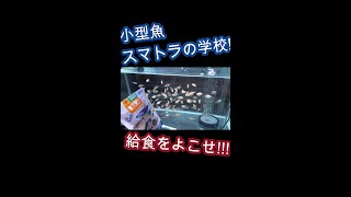 小型魚・スマトラ学校設立!　#shorts