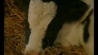 Andre Rieu - Silent Night, Holy Night (Christmas instrumental music)