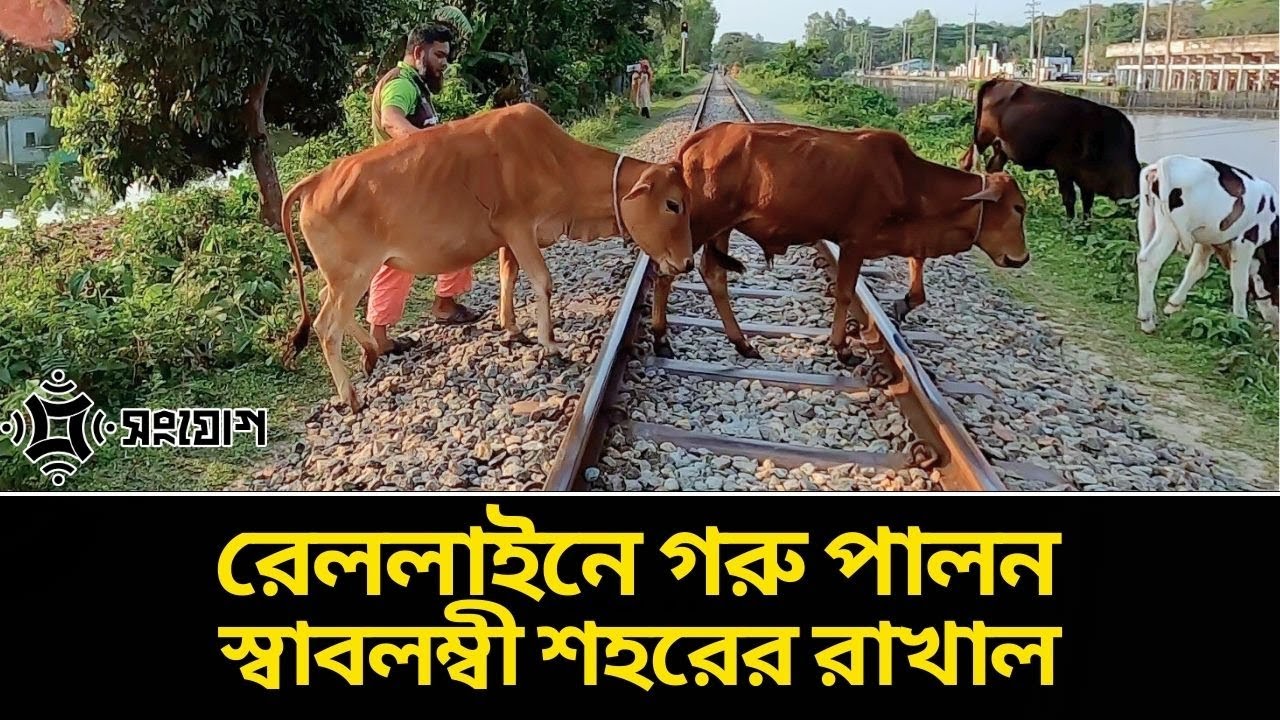রেল লাইনে গরু পালনের অভিনব পদ্ধতি