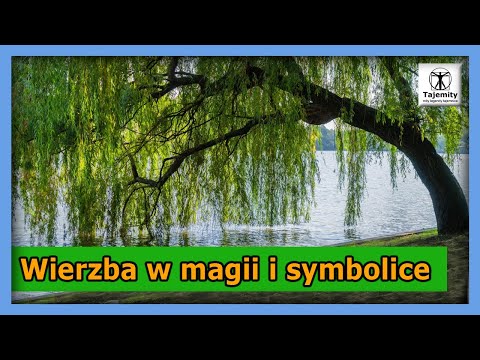 Wierzba w magii i symbolice