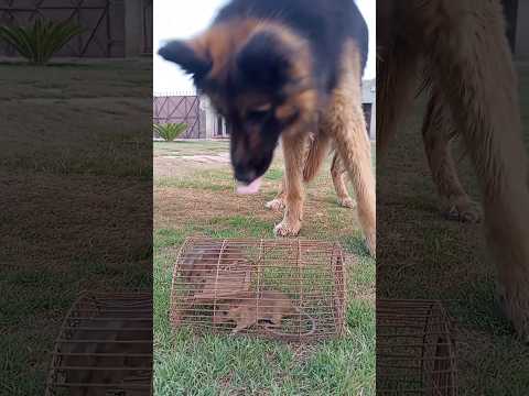 #cute #baby #funny 🐿️🐈‍⬛