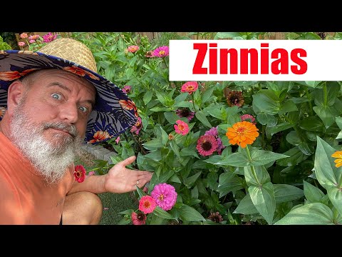 YouTube video about: When to plant zinnias in georgia?