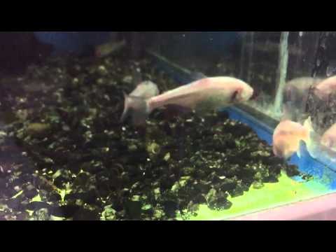 Ślepiec. Sklep Zoologiczny „EGZOTARIUM" Zielona Góra