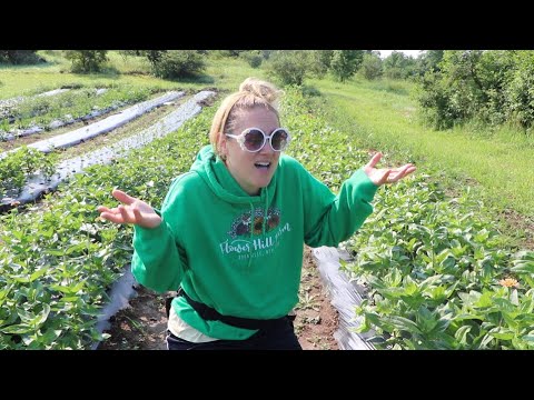 🤭 Something is Wrong With My Zinnias 🌸😱 : Will I Lose Them All?  😭 🤞Flower Hill Farm