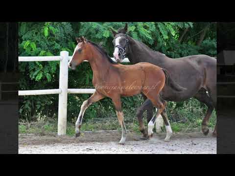 Hanowerska klacz Samedi (Sir Donnerhall x Diamond Hit x Sandro)