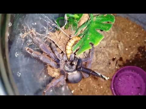 Sklípkavec fialový (Tapinauchenius violaceus) — terárium, kŕmenie a správanie