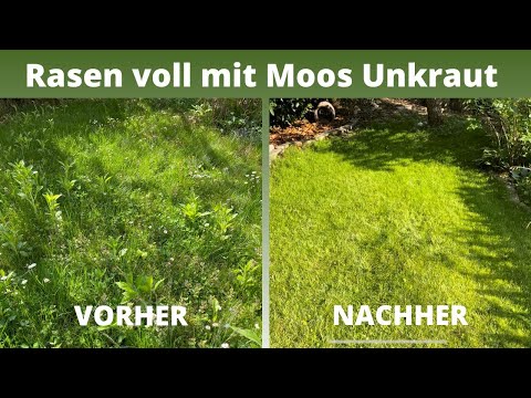 Unkraut und Moos im Rasen entfernen | Teil II | Unkraut im Rasen vermeiden