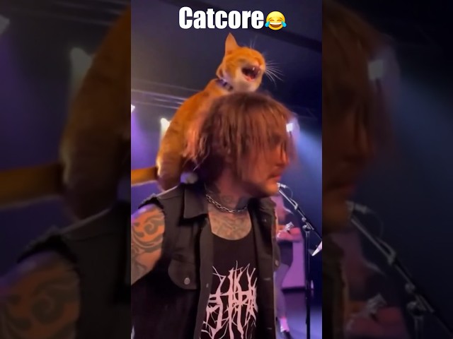 Vídeo relacionado con Heavy Metal Cats y Death Metal Music Metalhead Rock Guitarra Sudadera