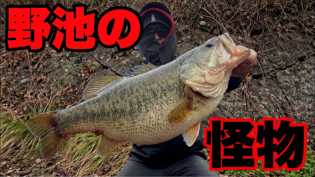 【大事件】野池でロクマルが連発…？これは夢ですか?