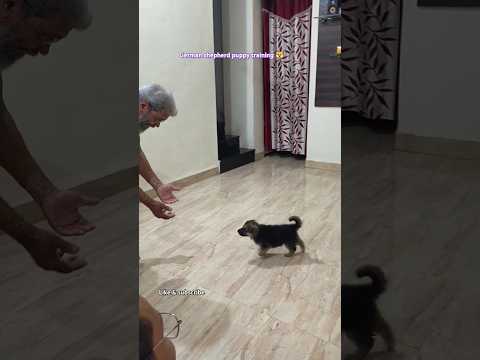 German shepherd puppy training 🐕 34 days gsd puppy #puppy #love #dog #dogtraining #gsdlover #shorts