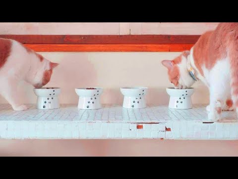 Top 5 Best Cat Bowls | Our Top Picks in 2022