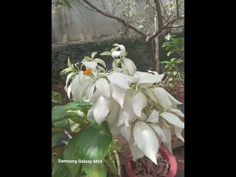 flowers🌺🌹                                                   #flowers