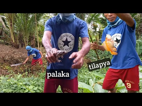 pang huhuli ng palaka na uwi sa pamimingwit ng tilapa  catch & cook